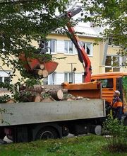 Urban Münchner Baumpflege GmbH Bild 6