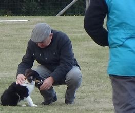 Cani-breizh image 8
