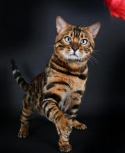 Chatterie Panthera du Maquis image 14