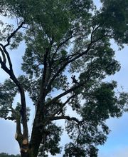 Arbor Saintonge image 9