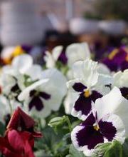 Breshear's Nursery & Greenhouse image 20