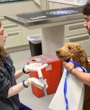 Oath Animal Hospital image 17