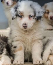 Clinique Vétérinaire VétoMontagne image 1