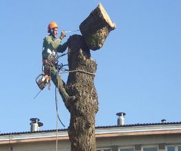 Oisejardin image 1