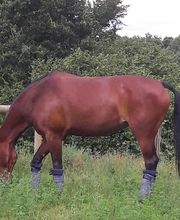 Les Écuries de Coatélan image 9