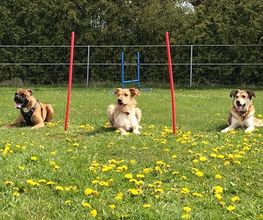 Küstenwolf Hundetraining Kiel Bild 6