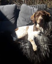 Animalia vitalis Bild 4