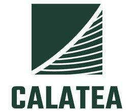 Calatea image 3