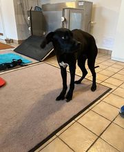 4-Beinerphysio - Tierphysiotherapie - Osteopathie Susanne Bender Bild 2