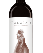 Ciausoiu Vinothek Bild 4