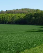 Blick auf das Waldstück "am Spitzberg".