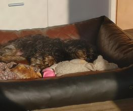 Hundebett No. 3 gesteppt 2farbig, Kunstleder mit Nappaprägung
Das Hundebett gibt es in verschiedenen Größen und Farben. Bezug waschbar bis 30° C. Besonderheiten: Unterboden aus Kunstleder, abwaschbar