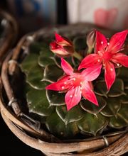 Blumensaison Bild 11