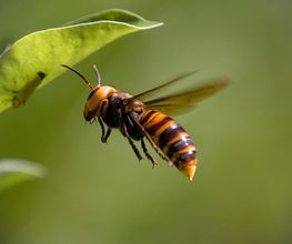 Désinsectetout image 3