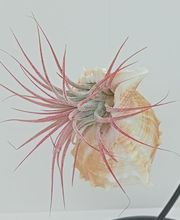 DecoArt Vinya i Mar imagen 7