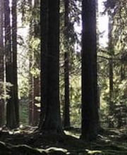 Bestattungshaus Wolf Bild 2