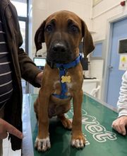 Vet Village - Policlinico Veterinario e Pronto Soccorso h24 immagine 3