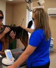 Animal Medical Services image 3