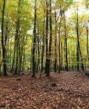 FriedWald Meroder Wald Bild 3