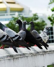 Pied Piper Pest, Termite & Lawn Services image 7