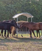 Reitanlage Gut Fahenstedt