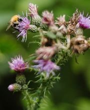 Im FriedWald Lauterbach schmückt die Natur die Gräber.