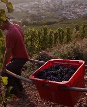 Marsanne Jean Claude image 1