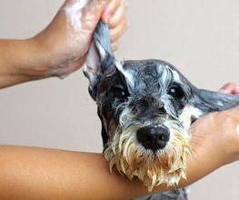 Hundesalon Pet Cut's Bild 3
