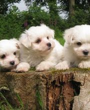 ELEVAGE D'YMAUVILLE image 4