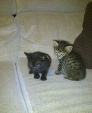 Clínica Veterinaria Manoteras imagen 7