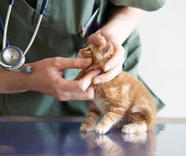 Marigin Tierklinik - 24 Std. Notfalldienst - Zentrum für Tiermedizin Bild 5