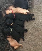 Pension De La Rosée Du Soleil image 8