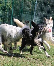 Village Canin le Grand l'Ilot image 3