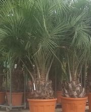 Olipalm pépiniére image 3