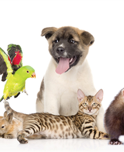 Clinique Vétérinaire de la Montagne - Luna Park image 7