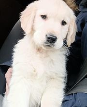 La patte bienveillante image 1