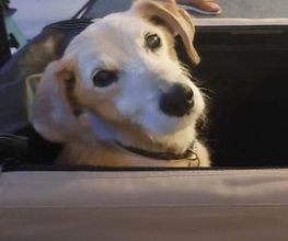Hundebetreuung Oldies but Goldies Bild 7