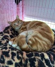 The Country Inn For Cats image 1