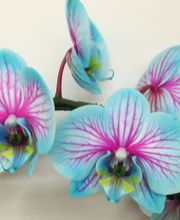 Florence Et Alain - Art Floral image 1