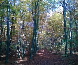 FriedWald Mühlenbecker Land Bild 4