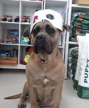 Mon Chien Mon Ami Sarl image 6