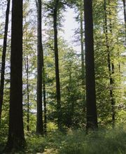 Waldbild im FriedWald Elisenruhe.