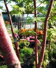 Gaertnerei in Basel-Stadt