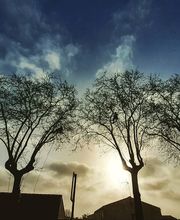 L'Arbre Remarquable image 11