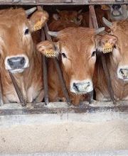 Pinsos Cortada imagen 6