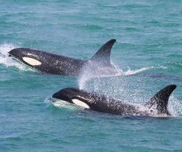 Turmares Tarifa imagen 2