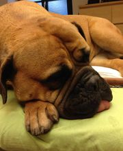 Pfötchen - Tierphysio Bild 5