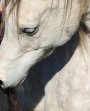 Drogerie Fischer Tiergesundheit Bild 2