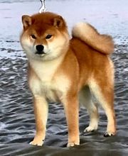 SHIBA INU Elevage  - Go You Djenima since 2007 image 3