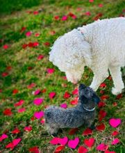 Colorful Canines image 18